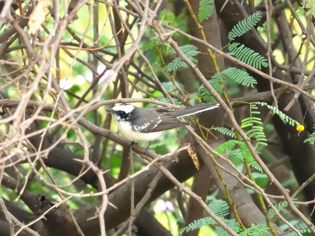 White-browed Fantail - ML611938595