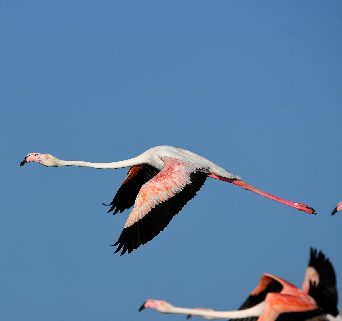 Greater Flamingo - ML611938621