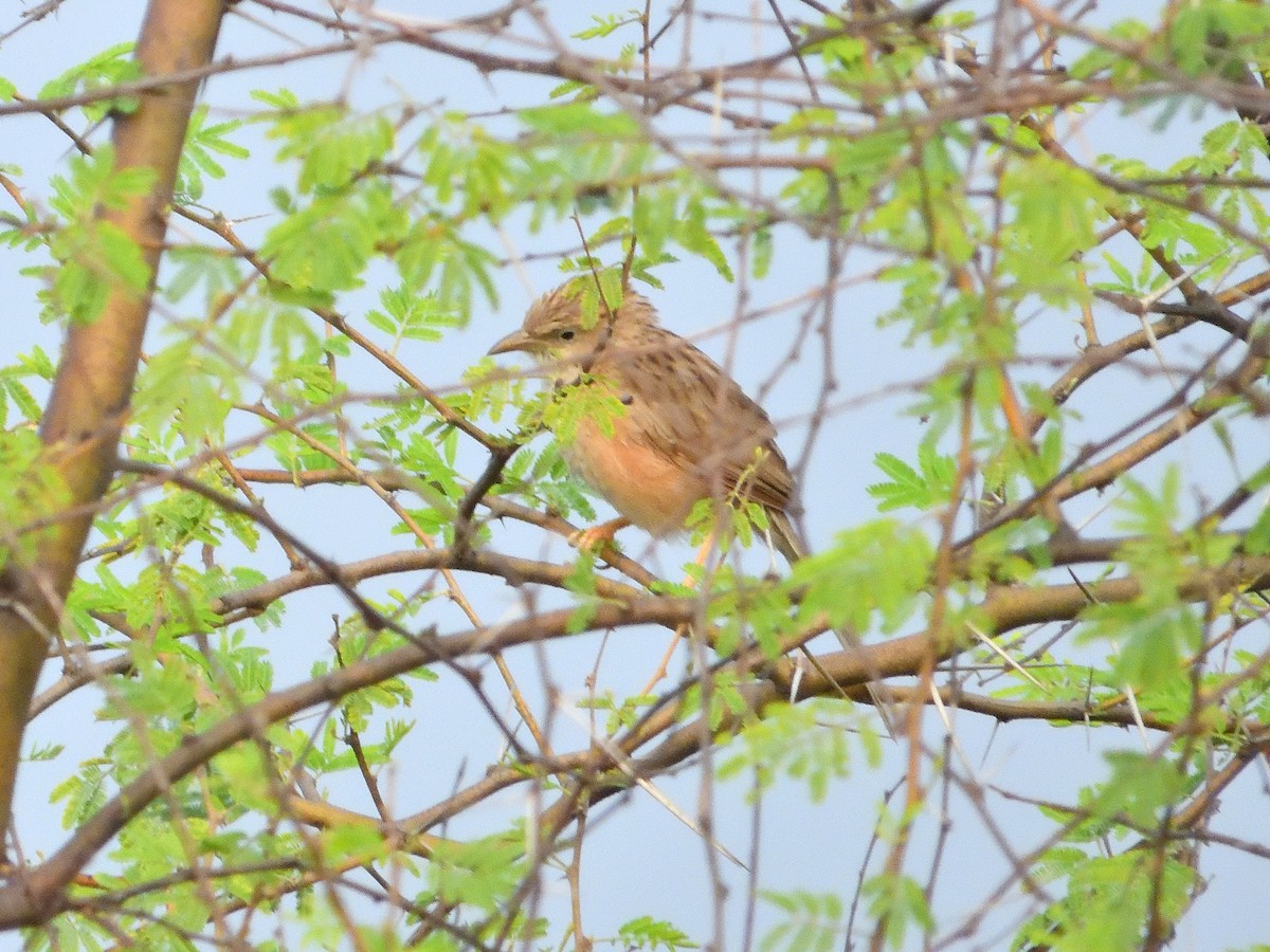 Common Babbler - Chonseng Sangma