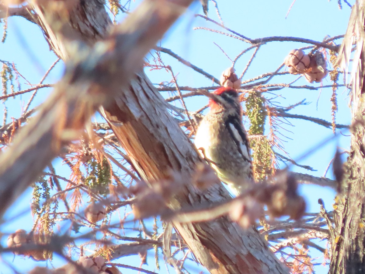 Yellow-bellied Sapsucker - Scott Loss