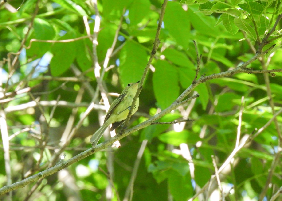 Minas Gerais Tyrannulet - ML611938784