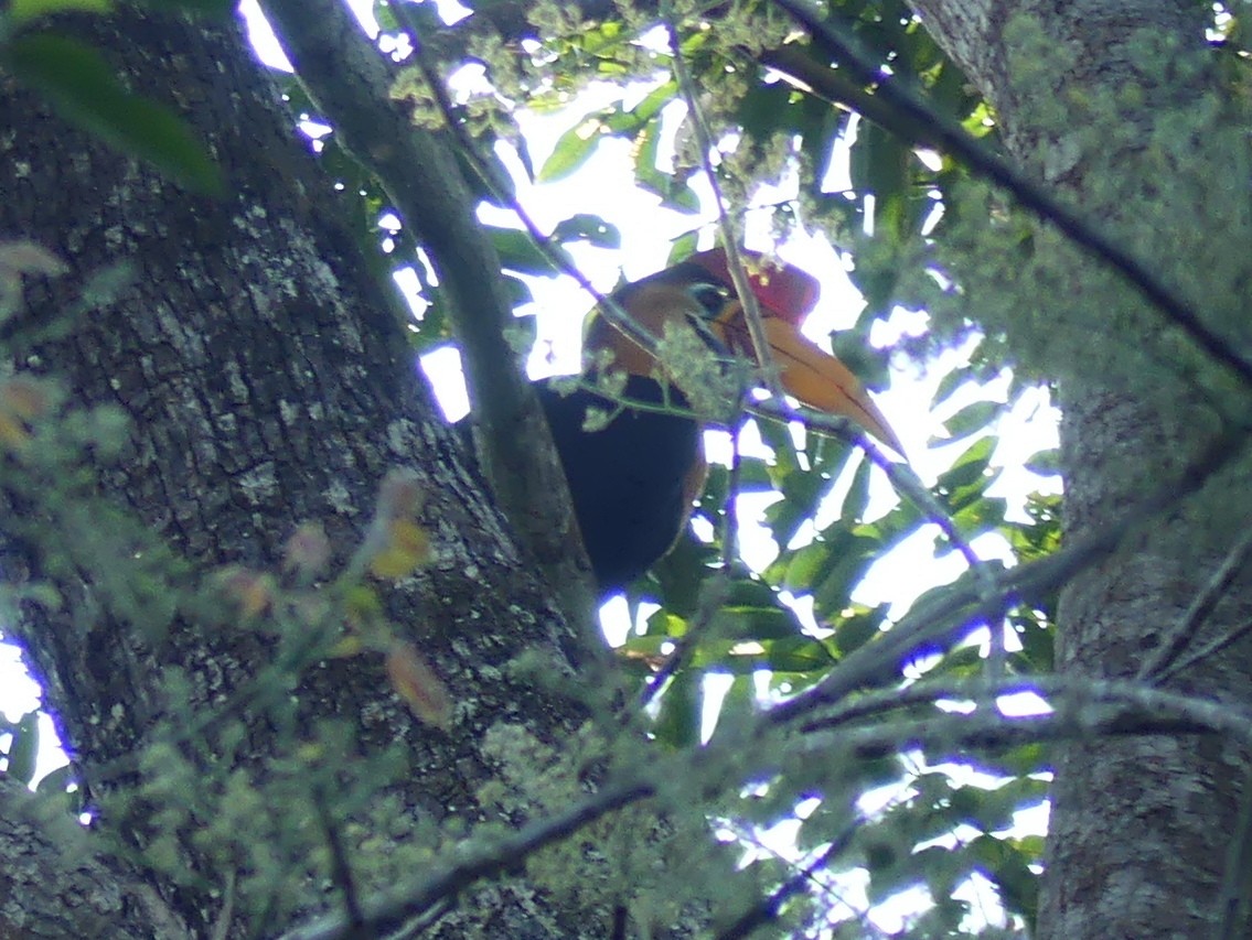 Knobbed Hornbill - ML611938804