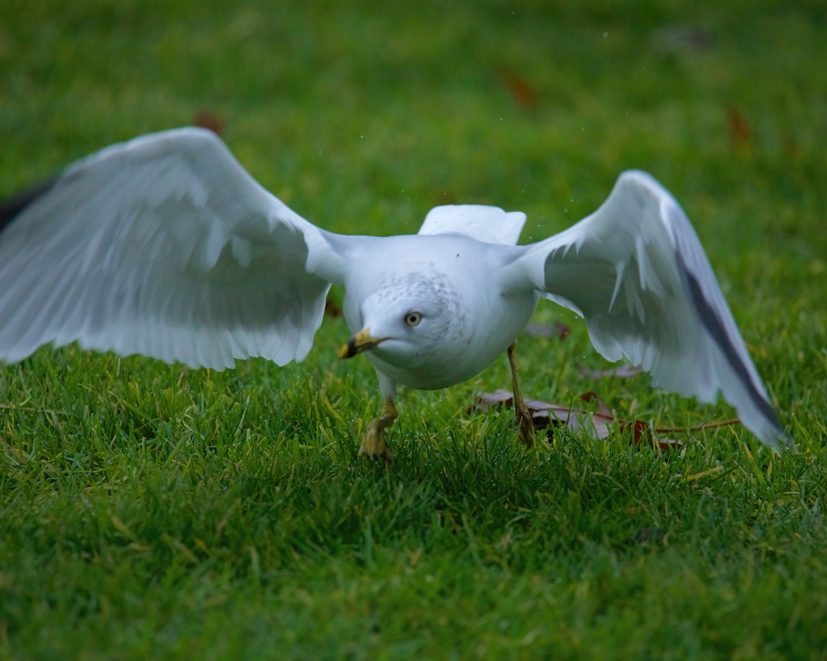 Ring-billed Gull - ML611938806