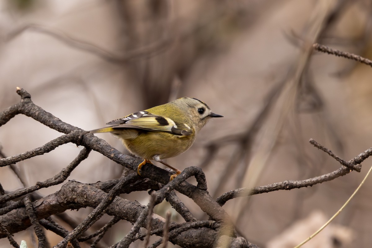 Goldcrest - ML611938820