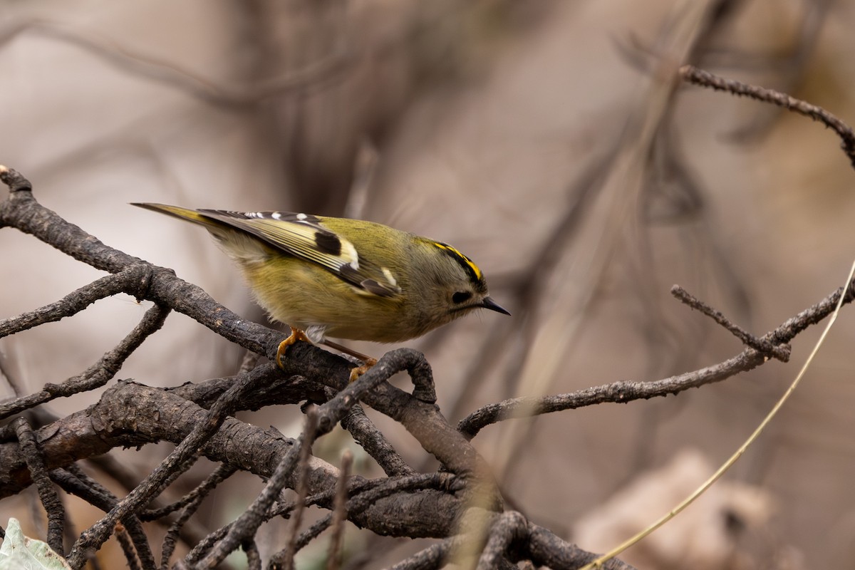 Goldcrest - ML611938821