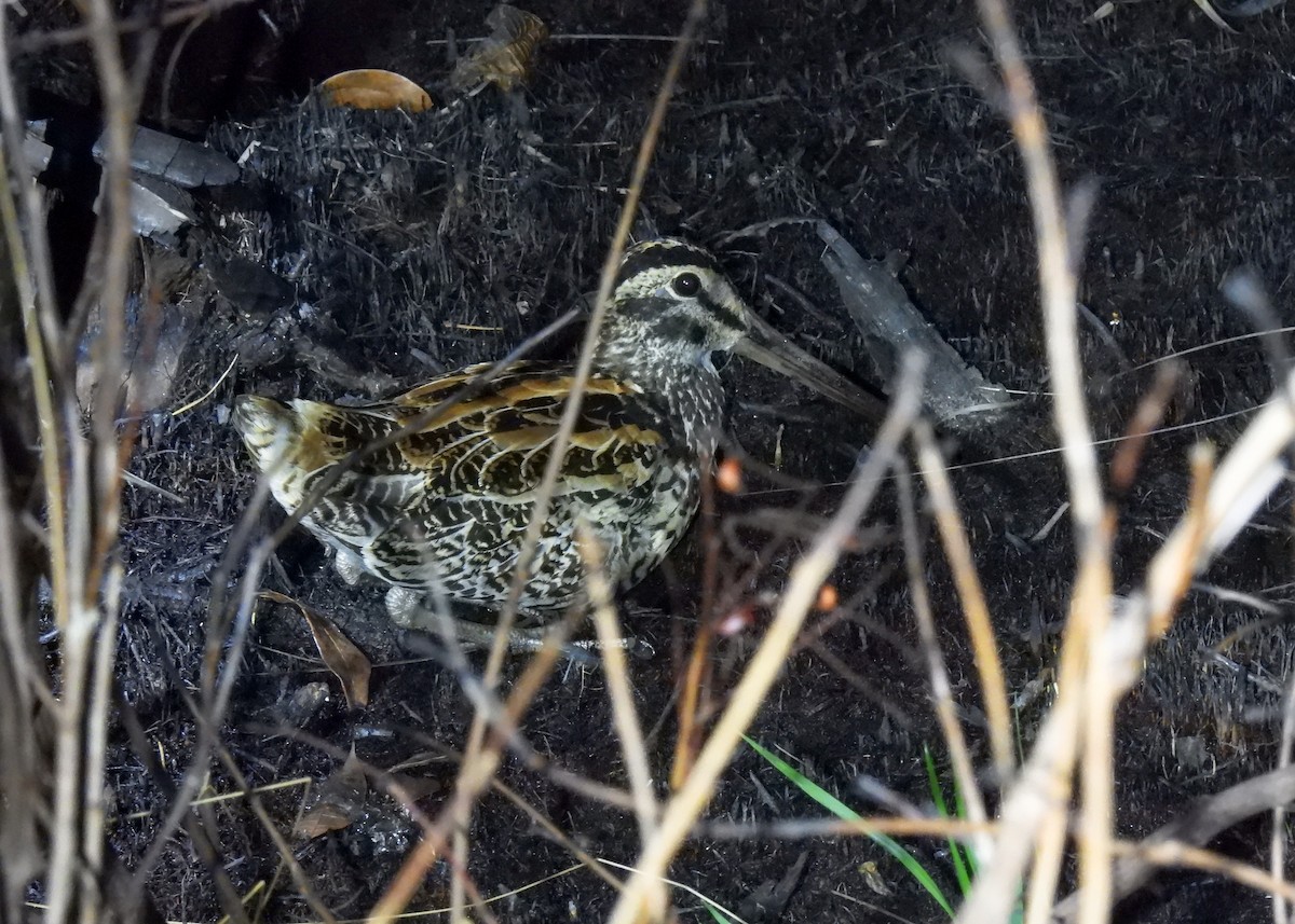 Giant Snipe - Arthur Gomes