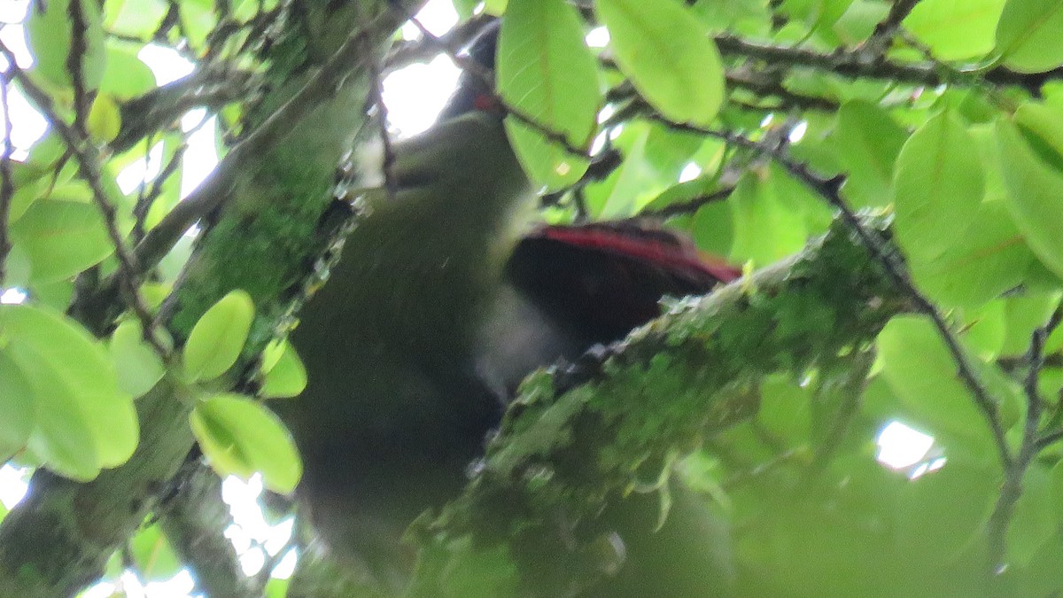 Turaco de Hartlaub - ML611938945