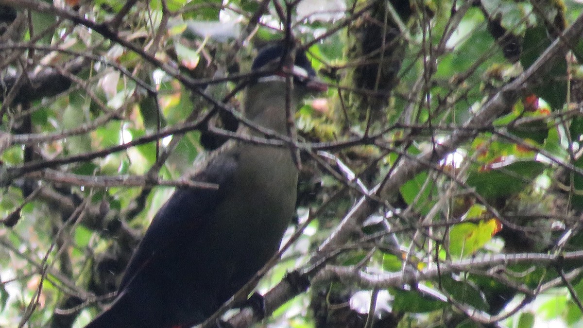 Turaco de Hartlaub - ML611938947