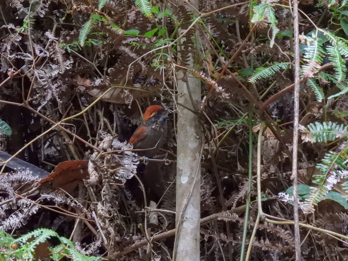 Bahia Spinetail - ML611938986