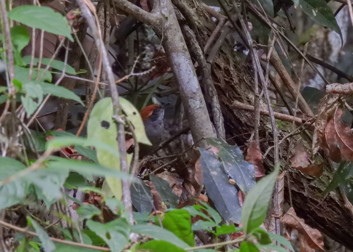 Bahia Spinetail - ML611938988