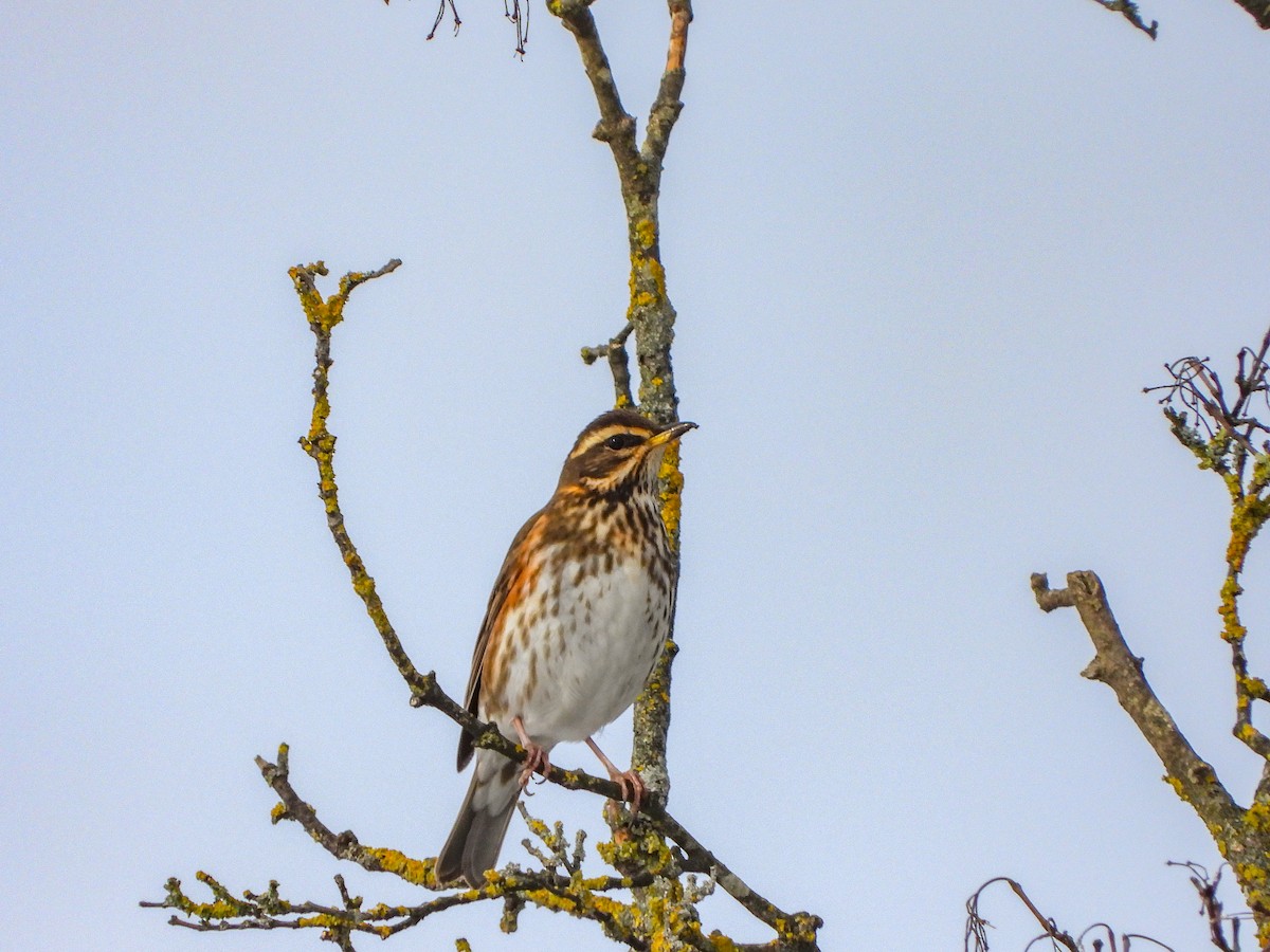 Redwing - Samuel Burckhardt