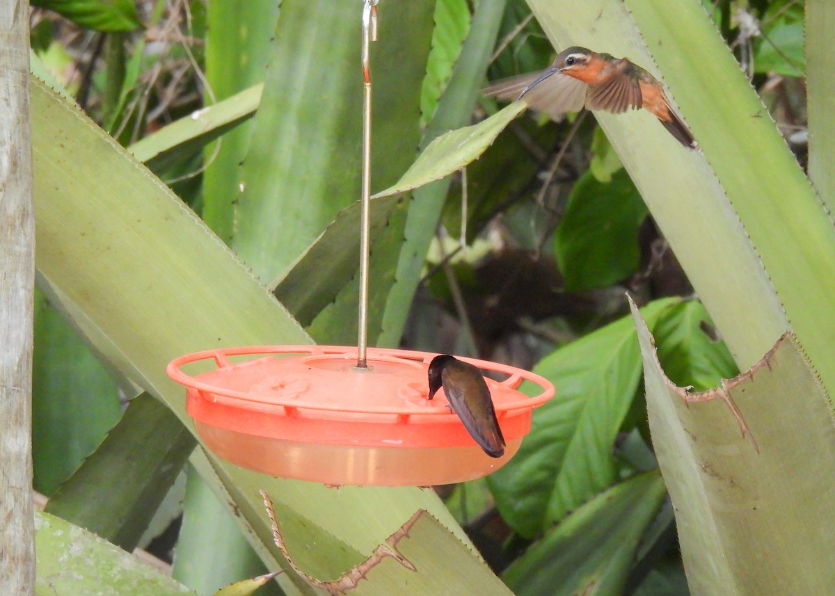 Hook-billed Hermit - ML611939053