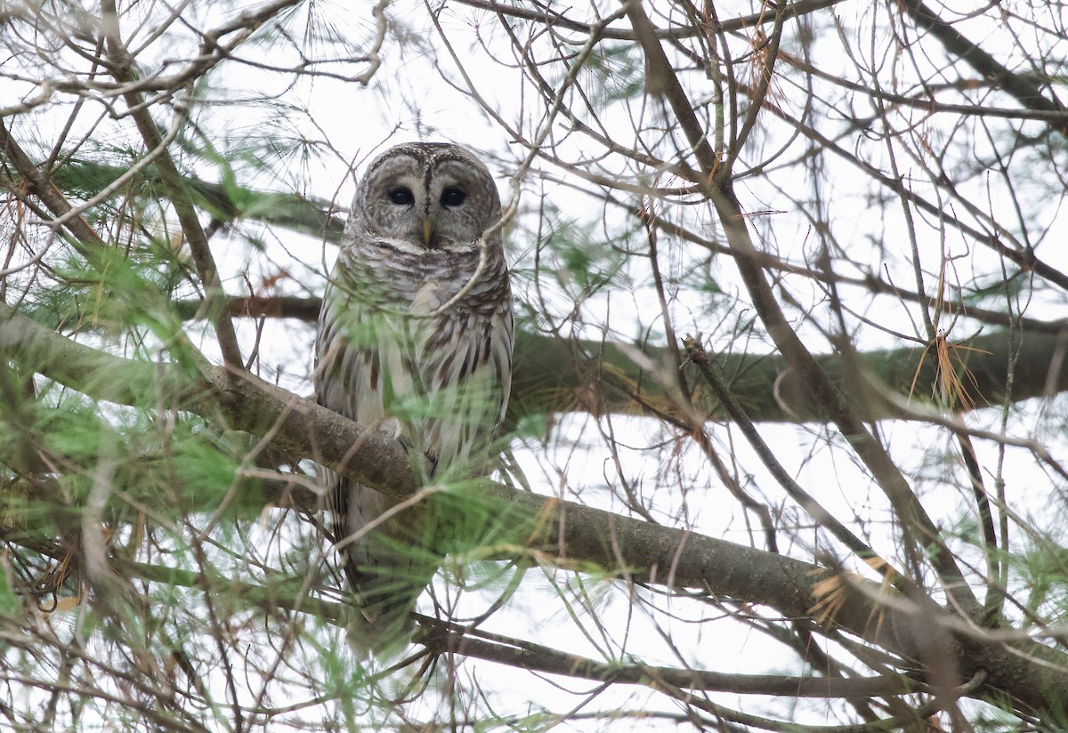 Barred Owl - ML611939095