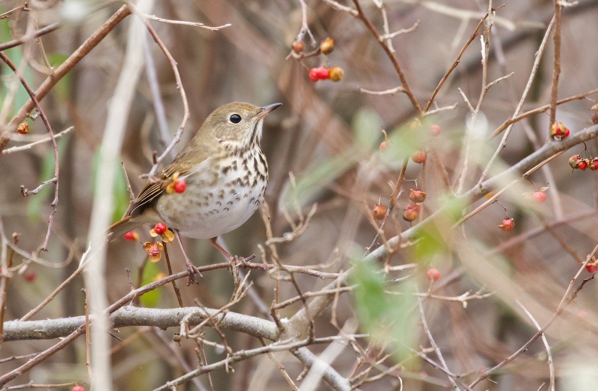 Hermit Thrush (faxoni/crymophilus) - ML611939100