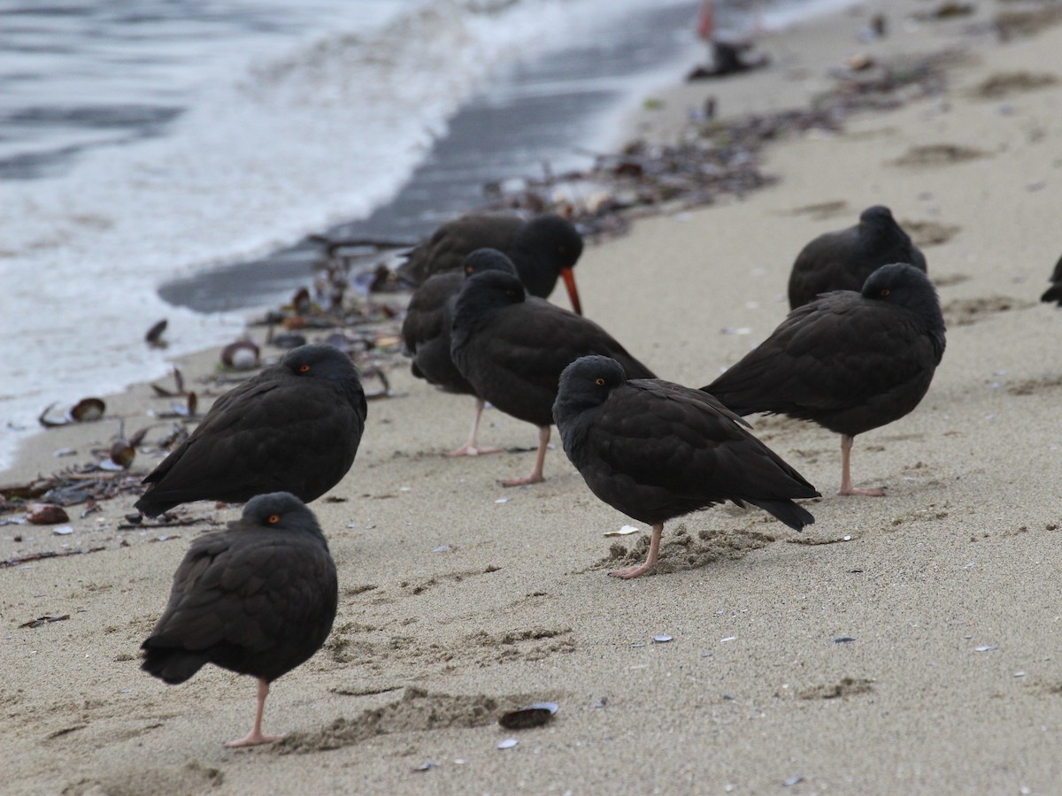 Black Oystercatcher - ML611939106