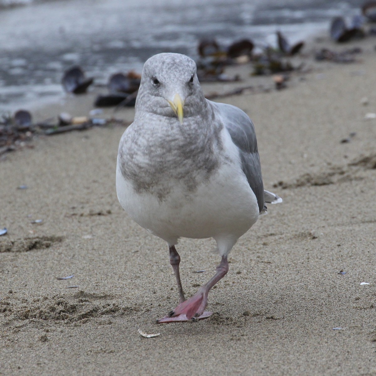 Glaucous-winged Gull - ML611939119