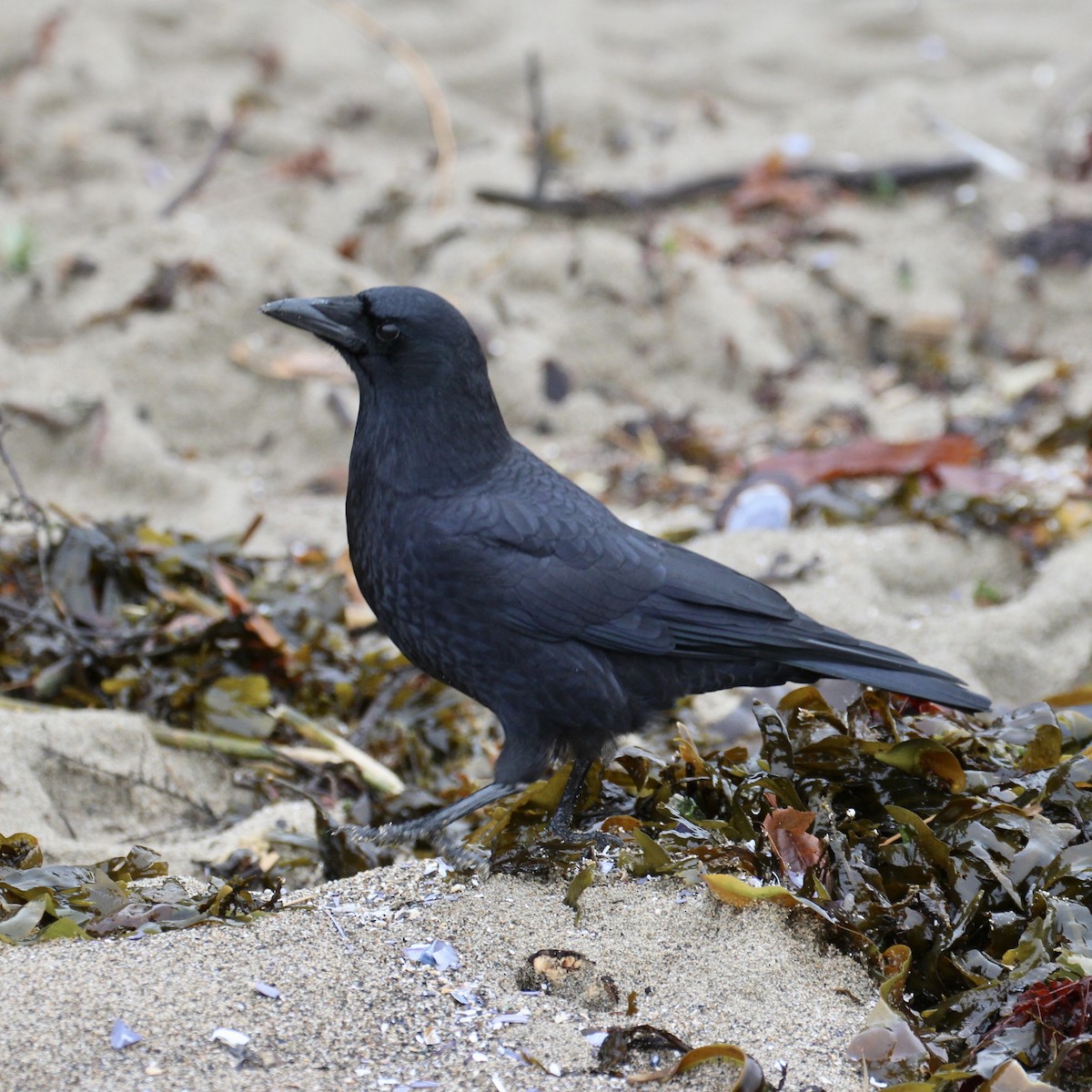 American Crow - ML611939142