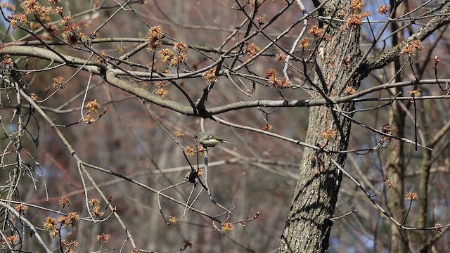 Ruby-crowned Kinglet - ML611939167