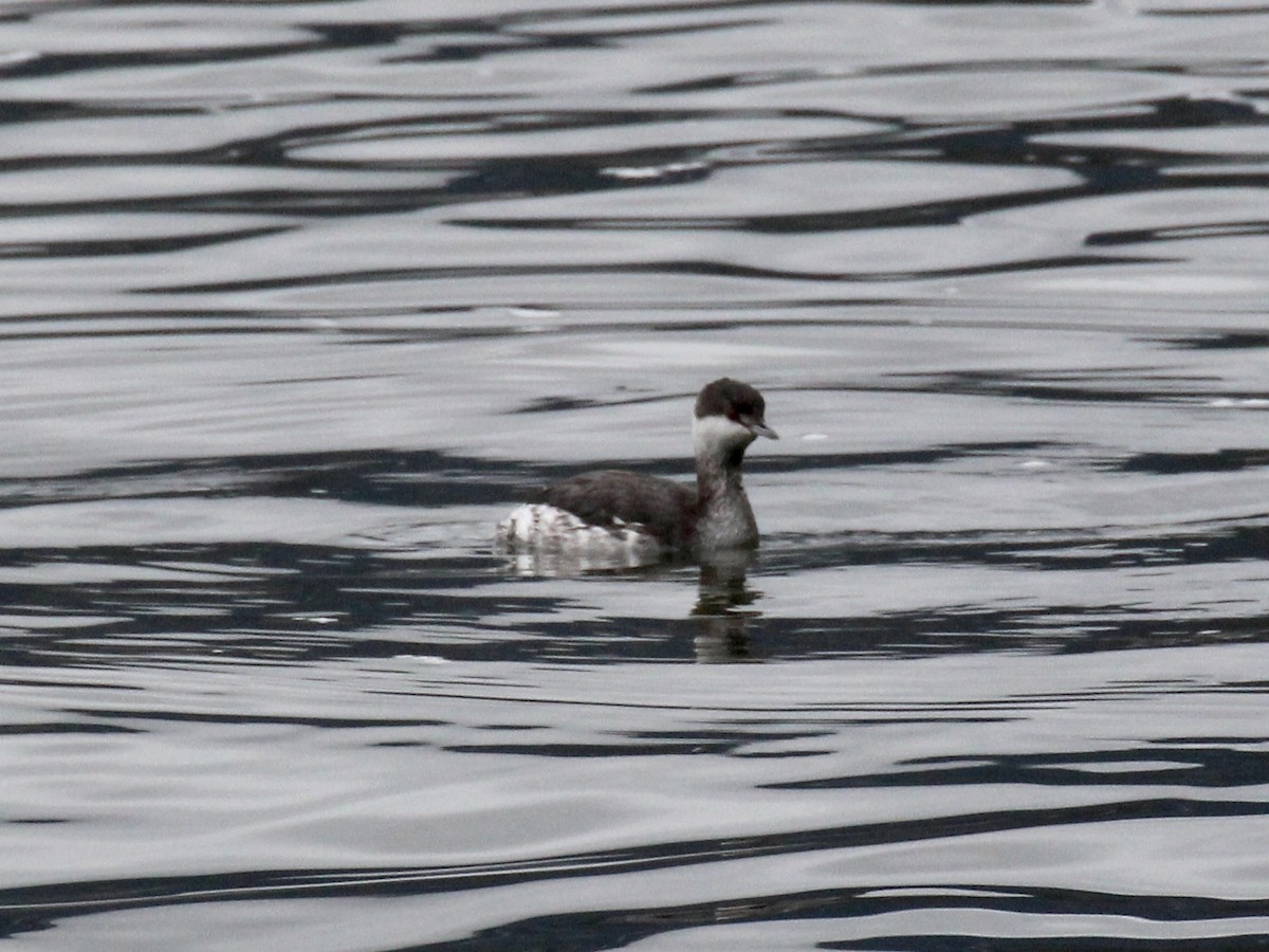 Horned Grebe - ML611939190