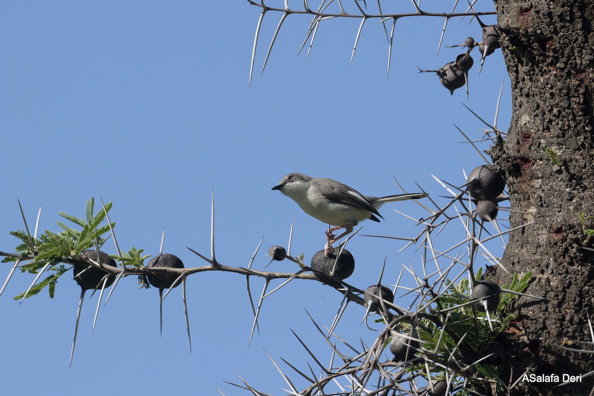 Karamoja Apalis - Fanis Theofanopoulos (ASalafa Deri) 🐐