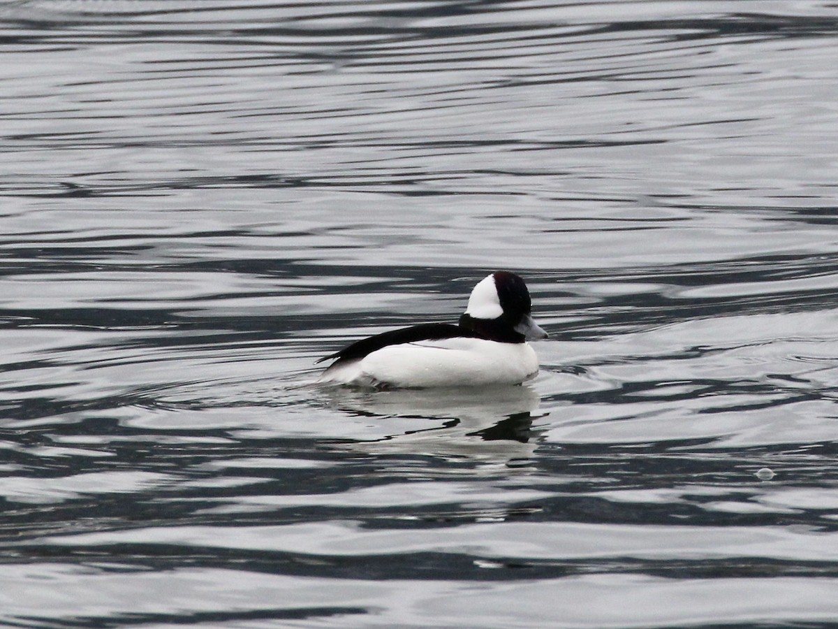 Bufflehead - ML611939231