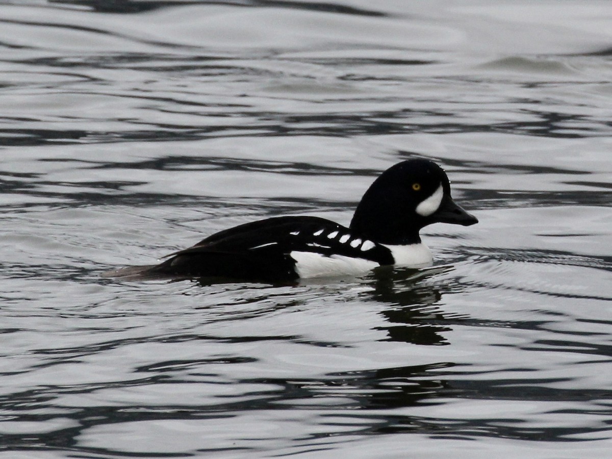 Barrow's Goldeneye - ML611939241