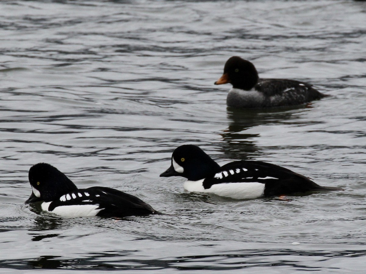 Barrow's Goldeneye - ML611939242