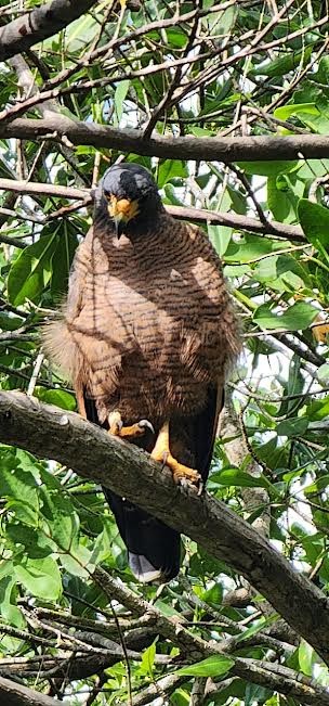 Rufous Crab Hawk - ML611939284