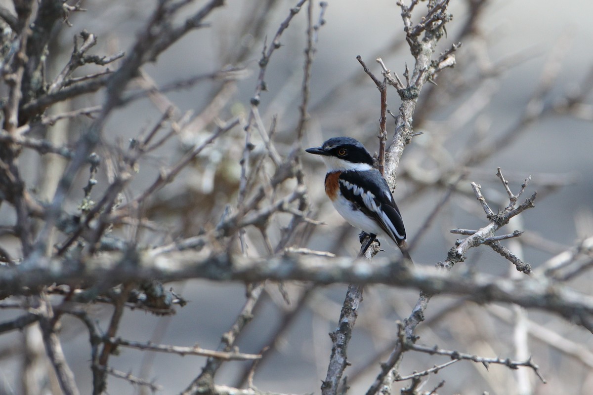 Pygmy Batis - Ohad Sherer