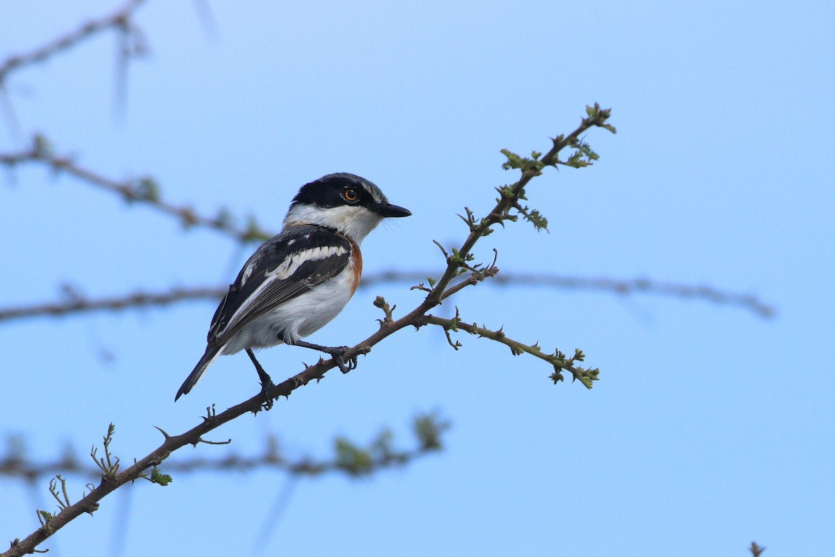 Pygmy Batis - ML611939299