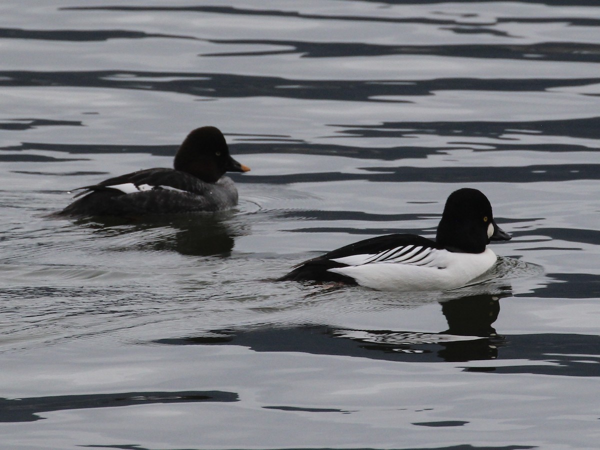 Common Goldeneye - ML611939344