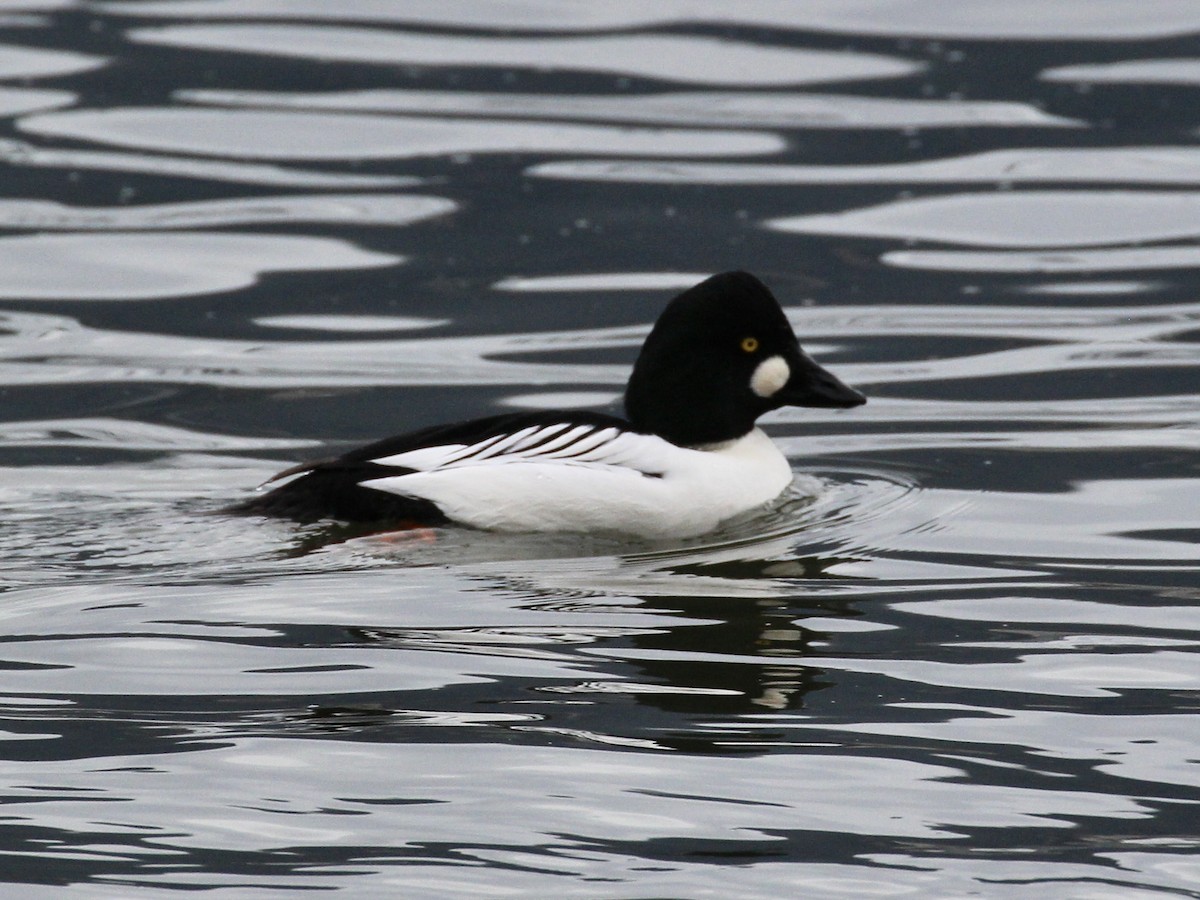 Common Goldeneye - ML611939357