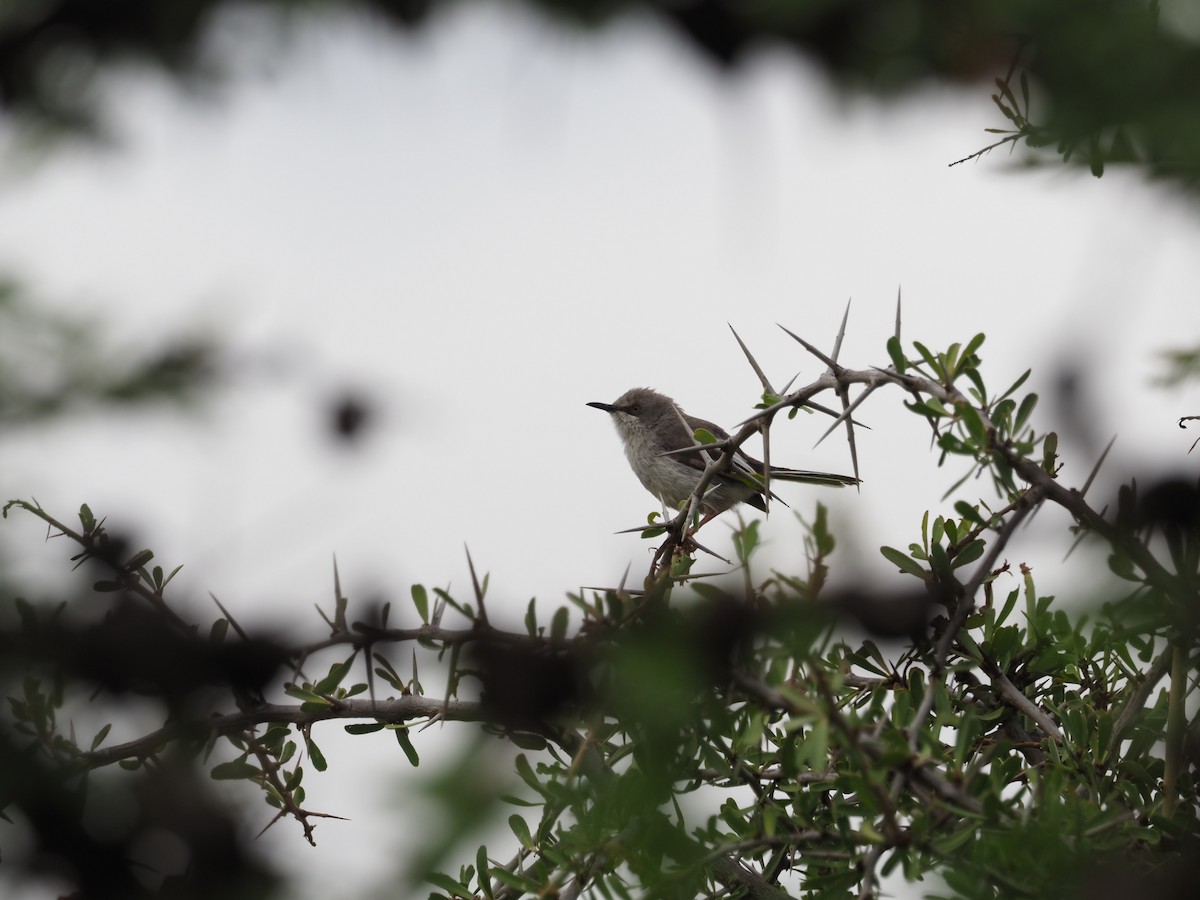 Apalis du Karamoja - ML611939360