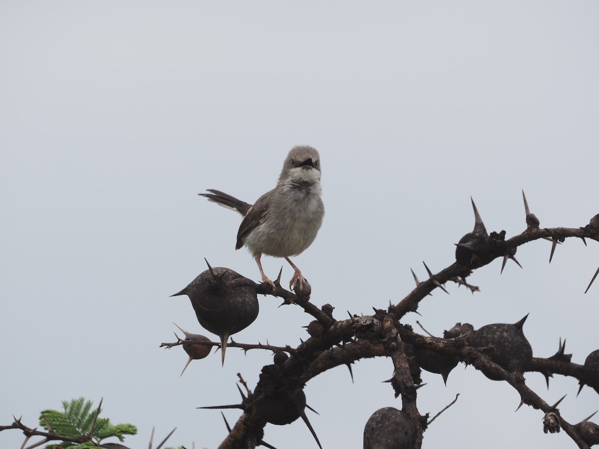 Karamoja Apalis - ML611939361