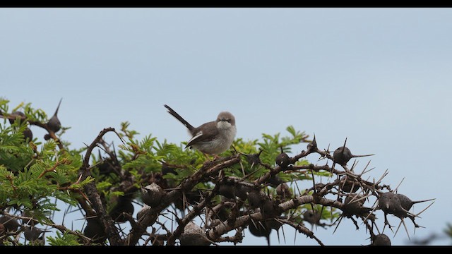 Karamoja Apalis - ML611939425