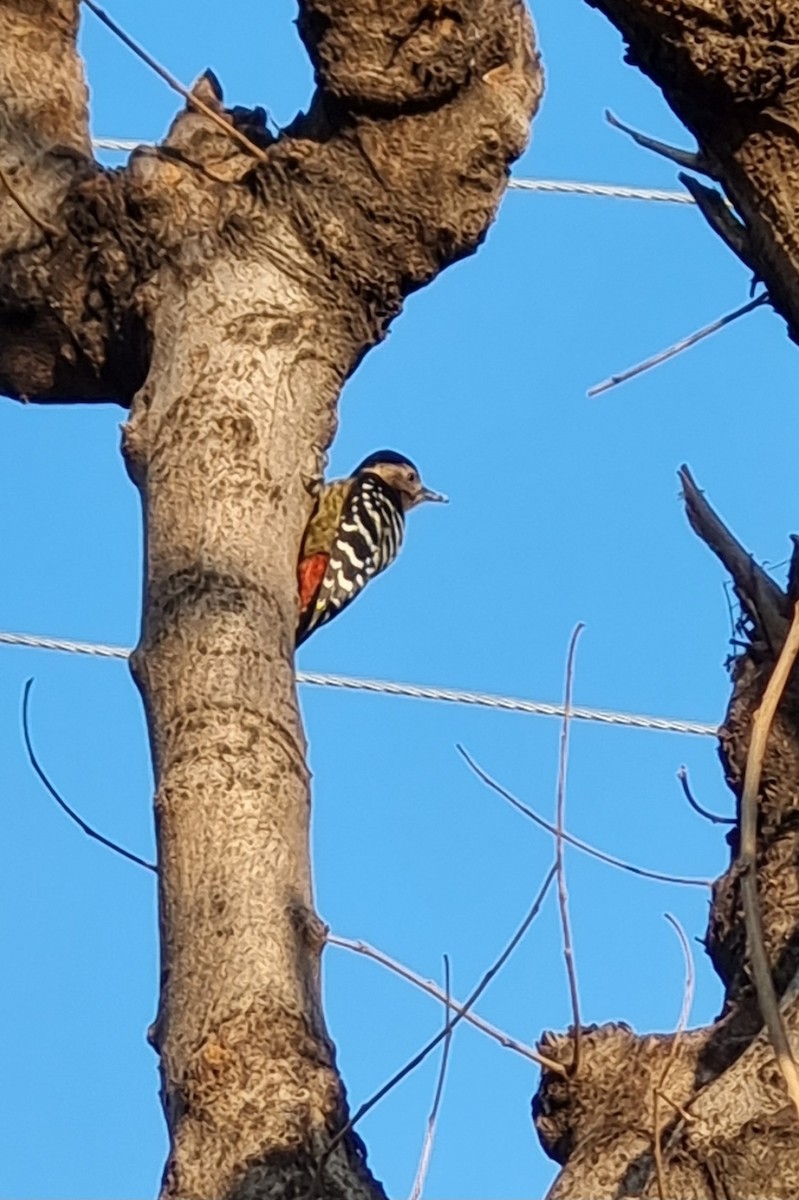 Fulvous-breasted Woodpecker - ML611939453