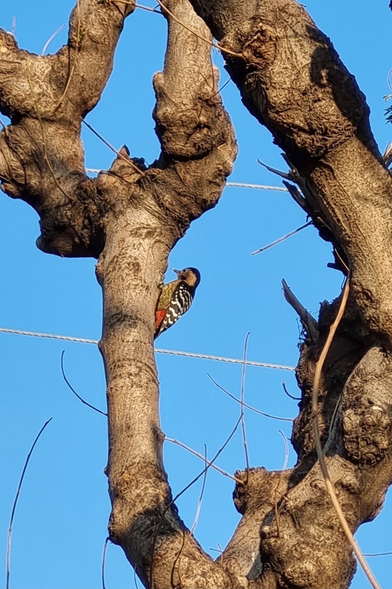 Fulvous-breasted Woodpecker - ML611939454
