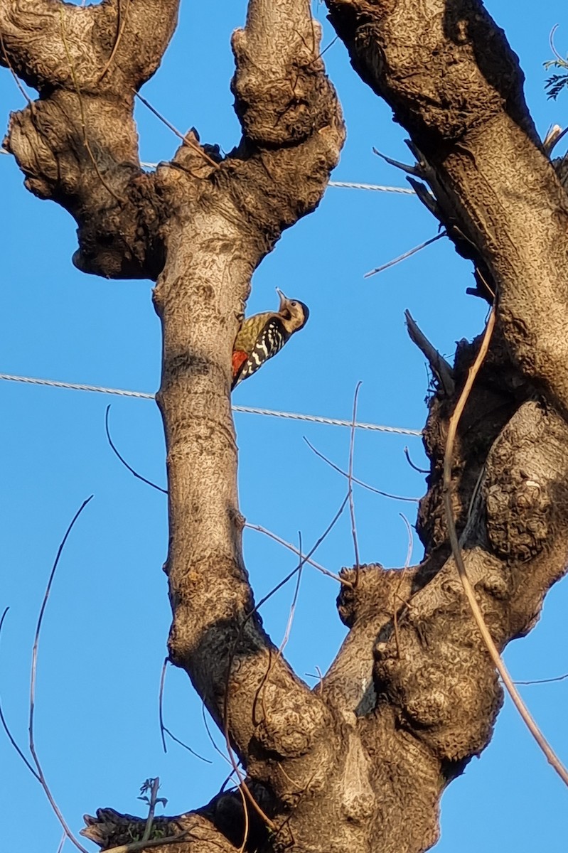 Fulvous-breasted Woodpecker - ML611939455