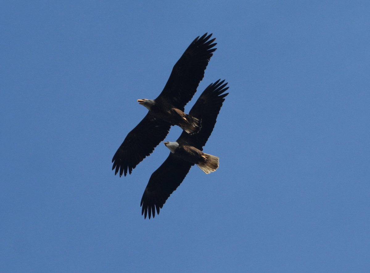 Bald Eagle - Dan Fox