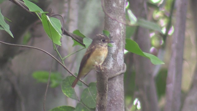 Ferruginous Flycatcher - ML611939525