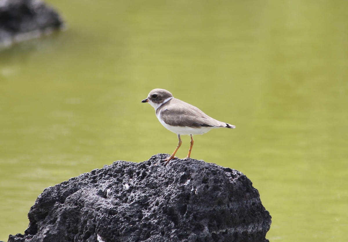 Semipalmated Plover - ML611939555