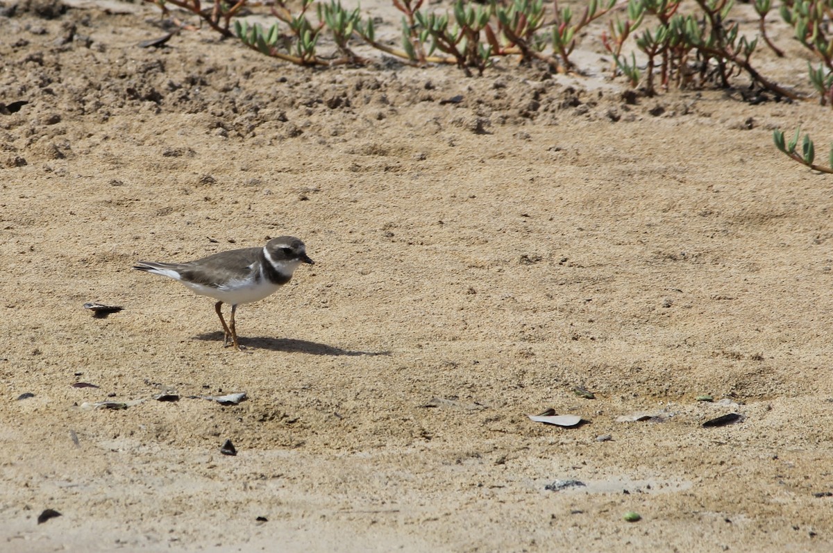 Semipalmated Plover - ML611939556