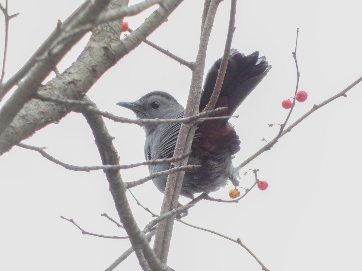 Gray Catbird - ML611939613