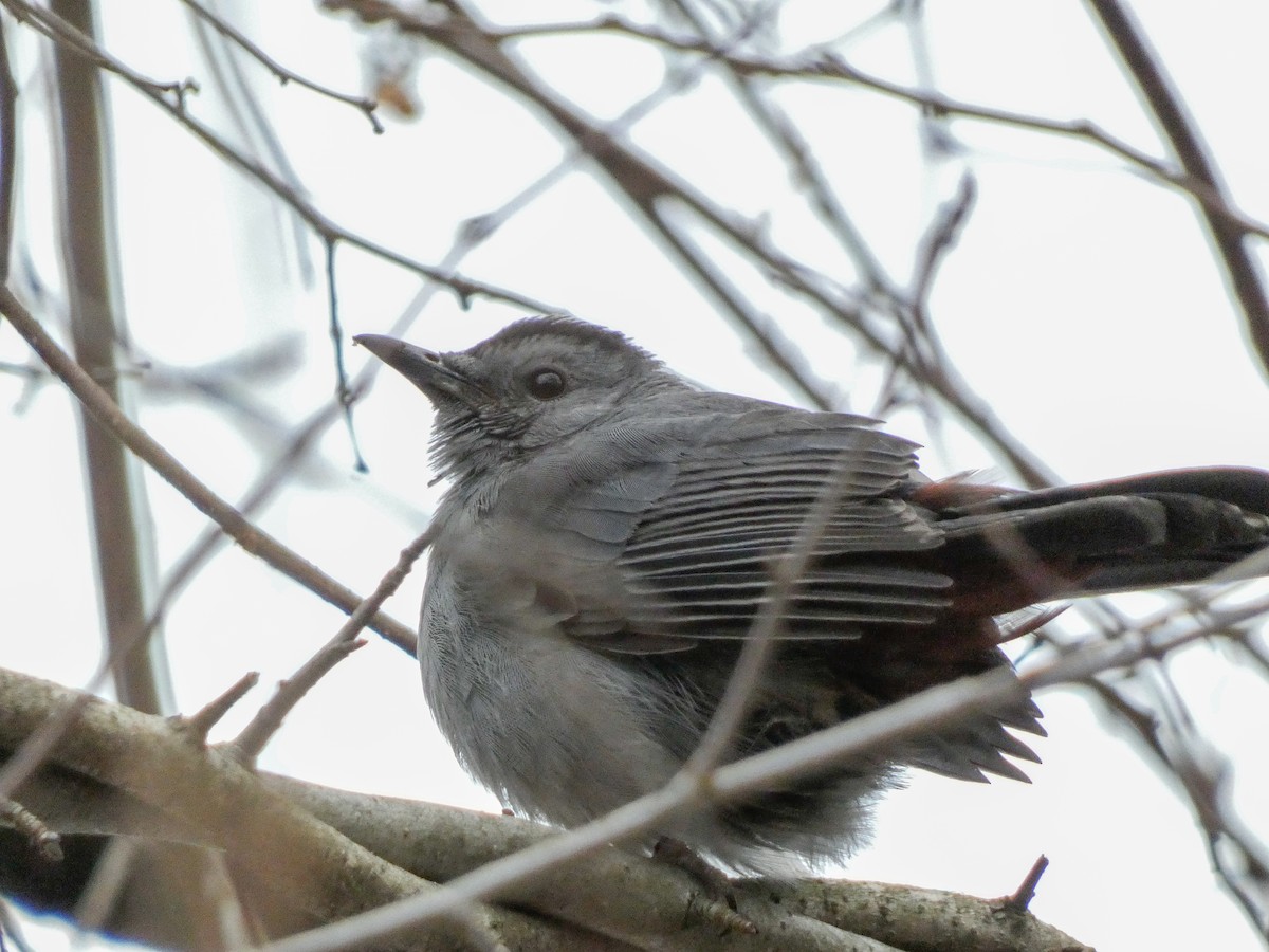 Gray Catbird - ML611939614