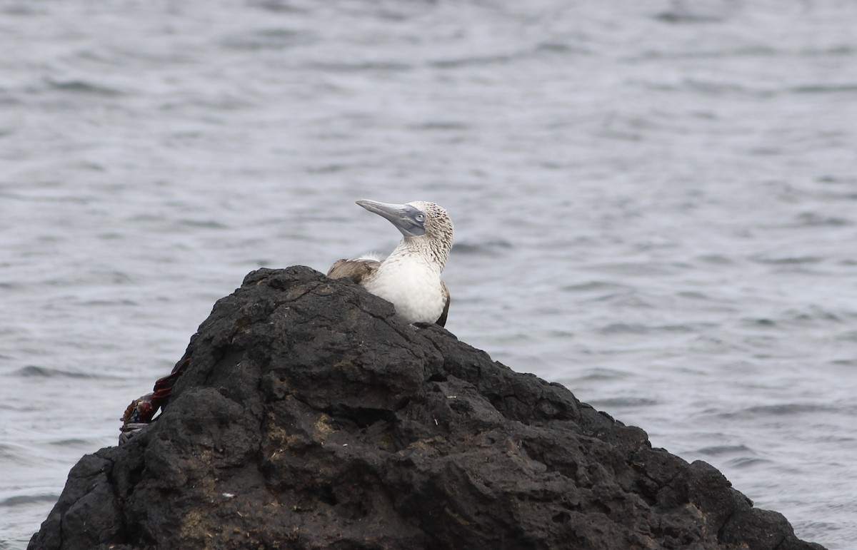 Blue-footed Booby - ML611939629