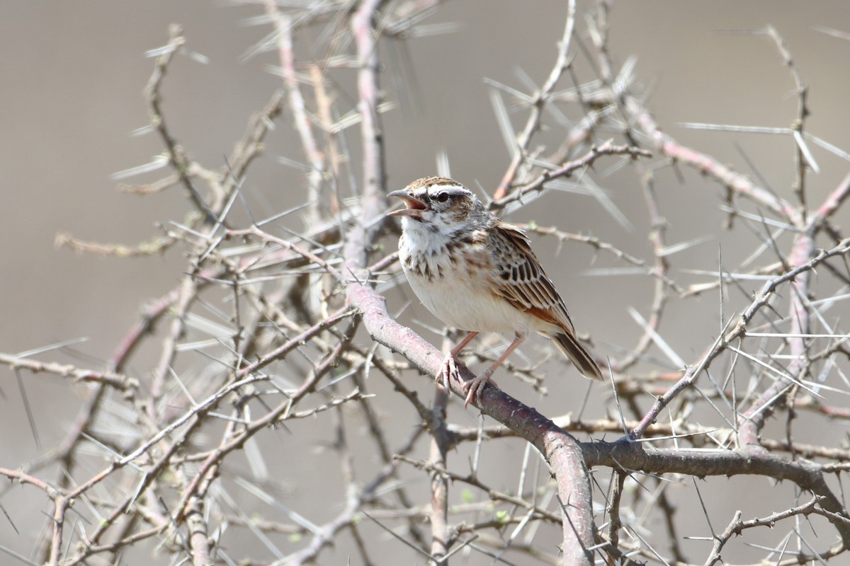 Fawn-colored Lark (Foxy) - ML611939665