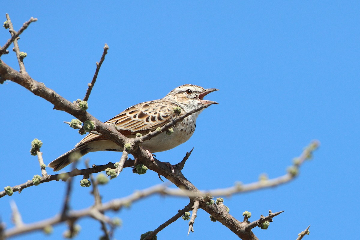 Fawn-colored Lark (Foxy) - ML611939666