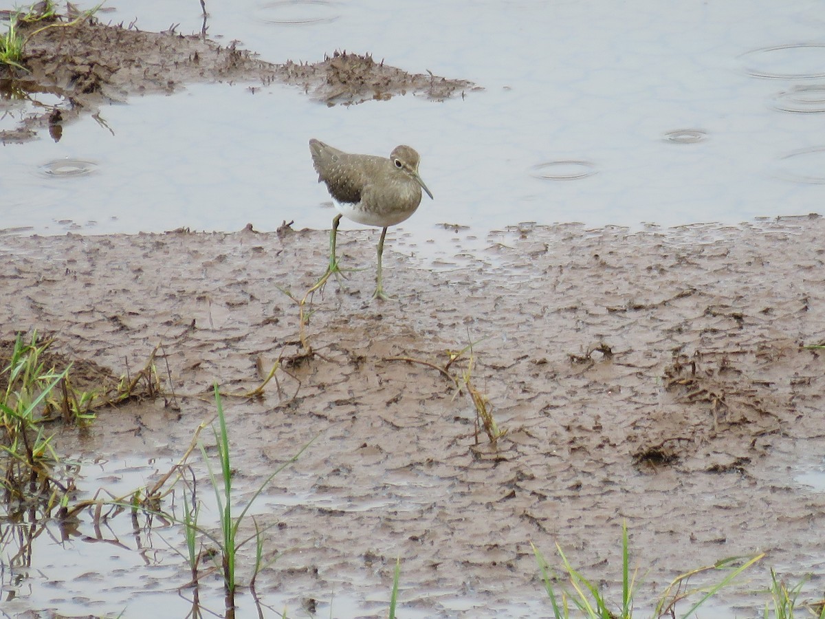 Solitary Sandpiper - Sergio luiz Carniel