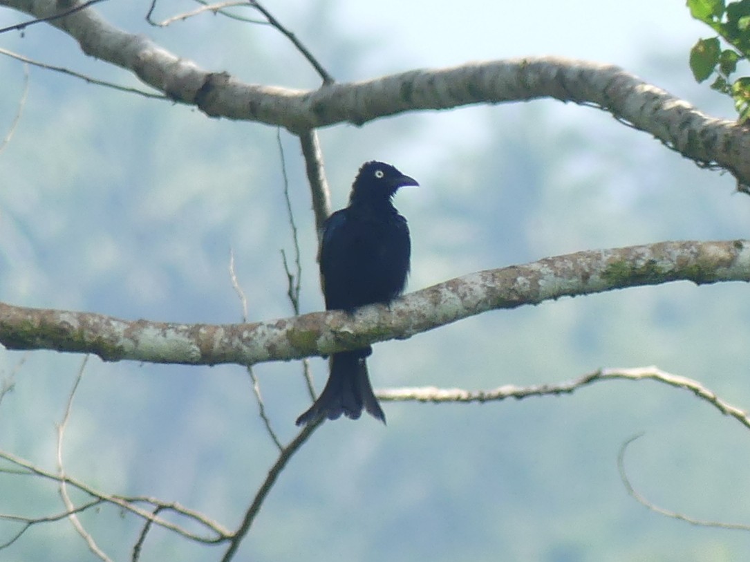 Hair-crested Drongo (White-eyed) - Peter Yendle