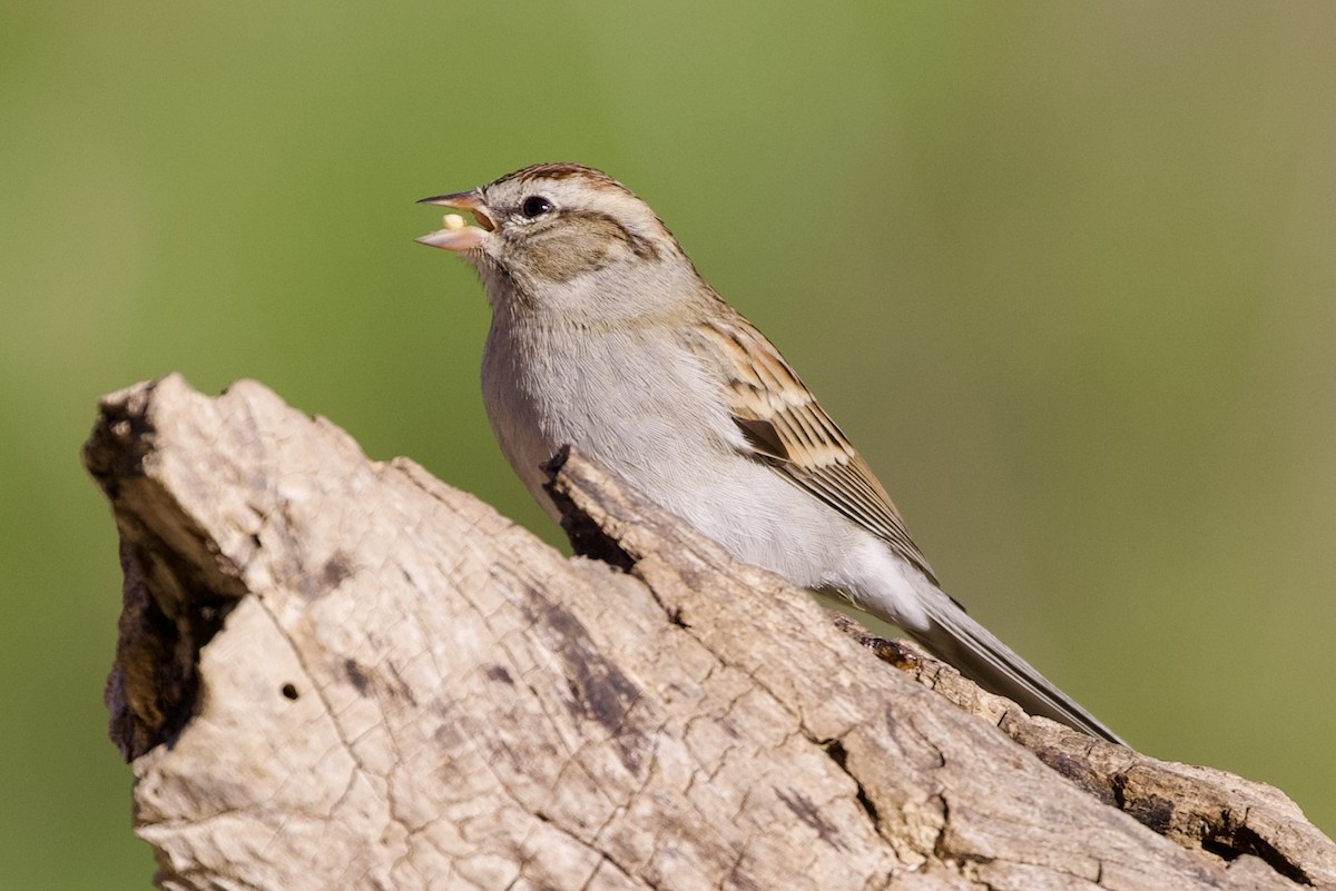 Chipping Sparrow - ML611939899